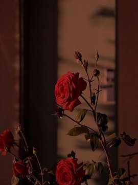 重生后，我踩死一家白眼狼小说阅读